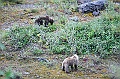 Alaska Wildlife-40